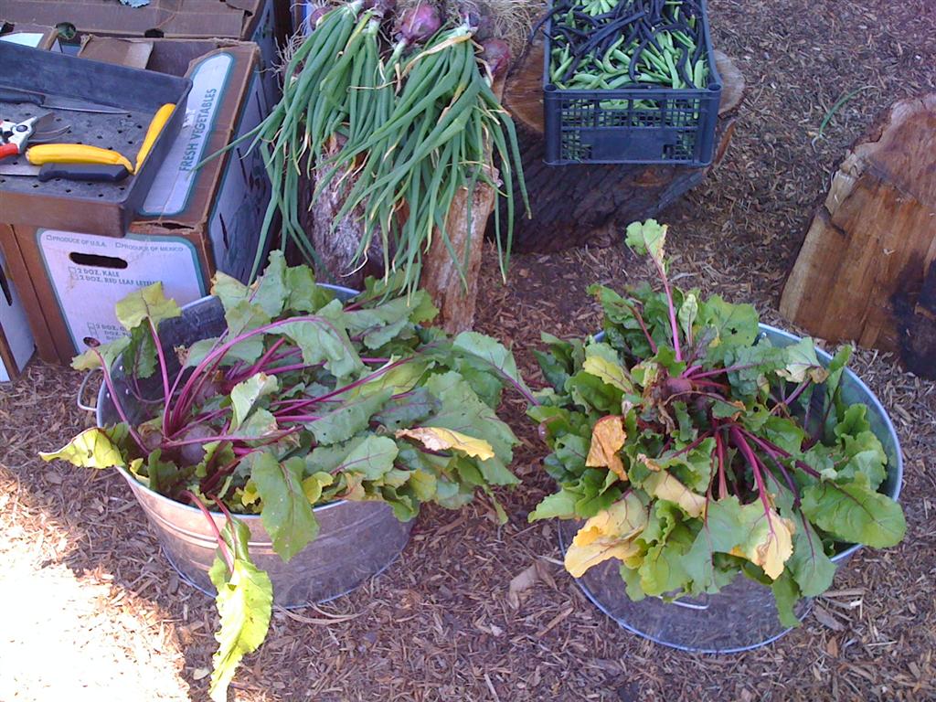 7 2010 Free Farm beets (Medium)