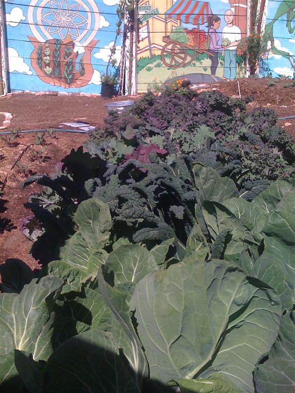 7 2010 Free Farm kalecollard (Medium)