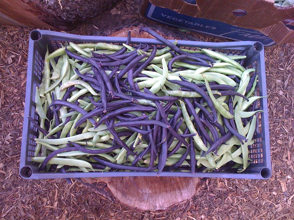 7 2010 Free Farm scarlet beans (Medium)