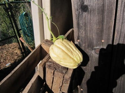 20111117_chayote_1112 (Small)