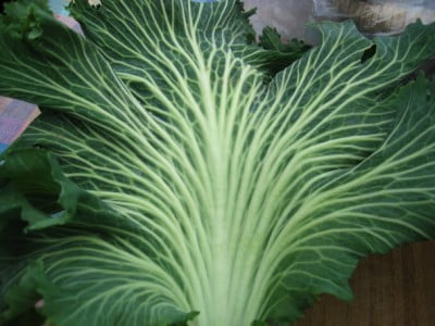 portuguese cabbage
