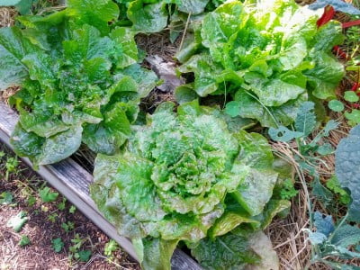 Lettuce at All in Common Garden