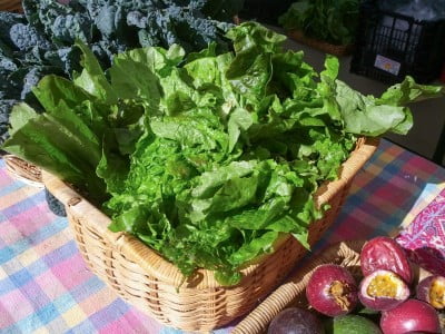 Lettuce at Free Farm Stand